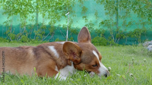 Puppy Welsh Corgi cardigan is lying on the grass. A pet. A beautiful thoroughbred dog. The concept of the artwork for printed materials. Article about dogs. A small puppy on a walk . Corgi dog. Green