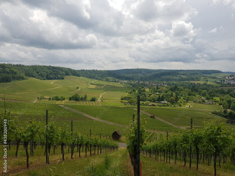Vineyard Heilbronn Germany 