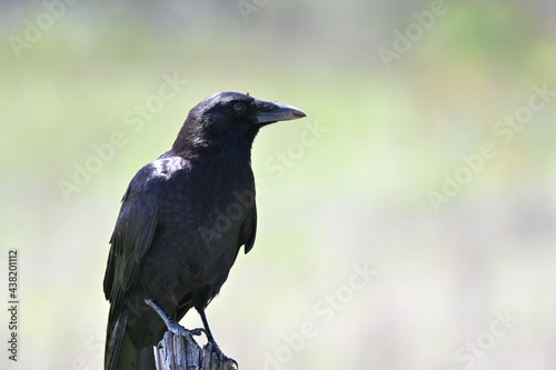 Crow on Fencepost