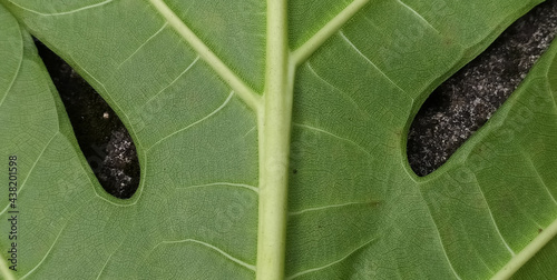 Canvas Print Human face and eyes like organic fresh striped light green leaf with big and small vain pattern