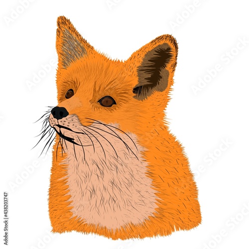 vector fox, drawn to resemble the original photo