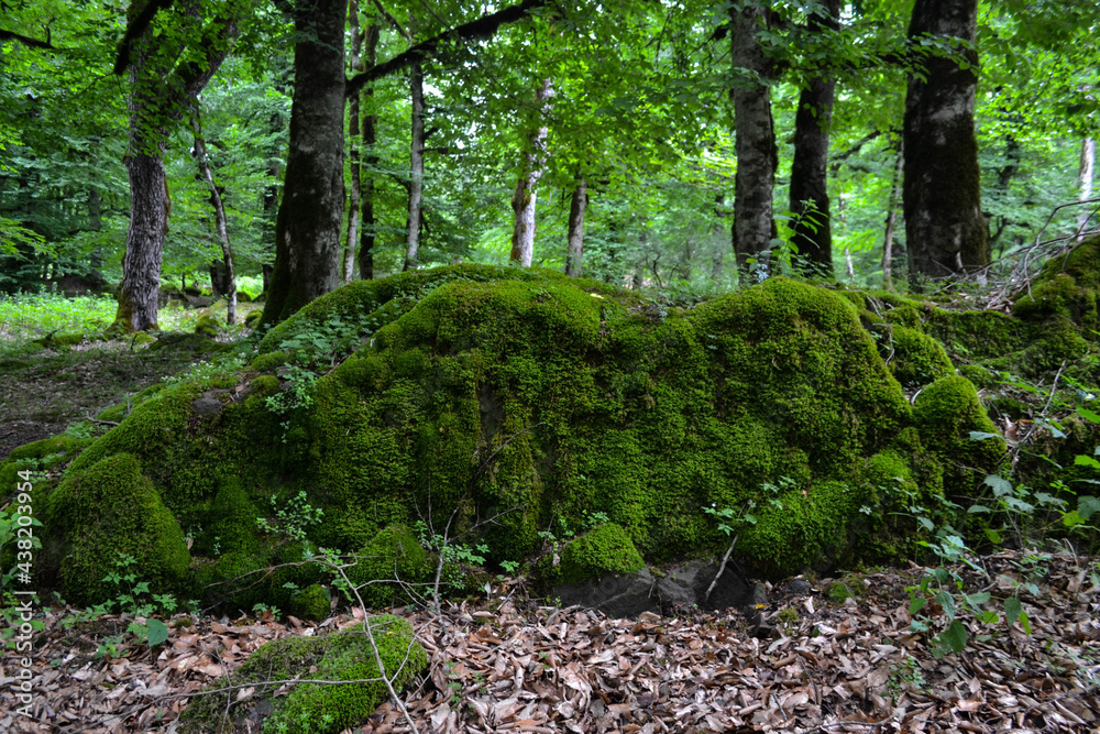 The image of a dark green forest. Subtropical forest. Green leaves, large moss, stones covered with moss, tree stumps, waterfall in the forest. The image of a dark green forest. Subtropical forest. Green leaves, large moss, stones covered with moss, tree stumps, waterfall in the forest.