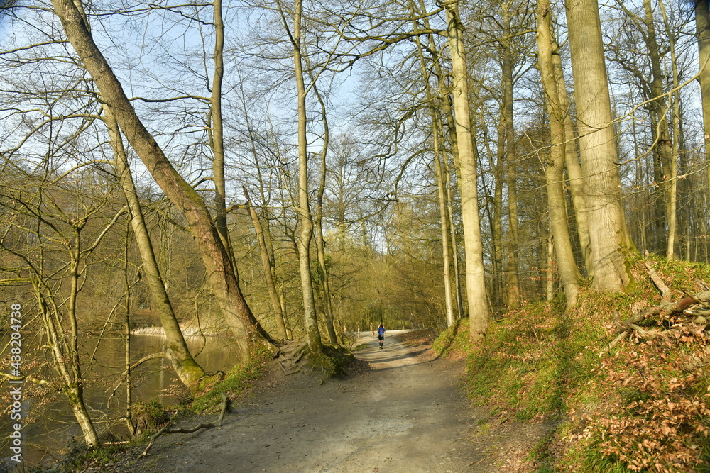 Obraz premium Chemin étroit pour les randonnées en forêt entre les hêtres en forêt de Soignes à Groenendael au sud-est de Bruxelles