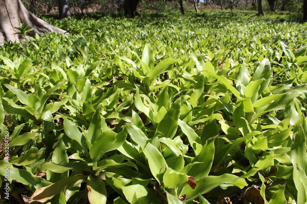 Obraz premium Agricultura, plantaciones