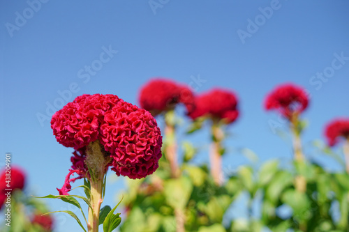 Red Celosia cristata or Red cockcomb(soft focus) background blue sky photo