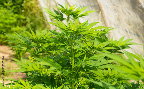 Marijuana plant outdoors inside a greenhouse