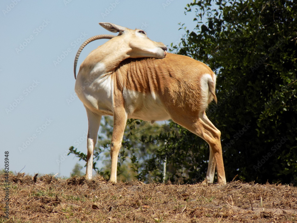Antelope on a Hill