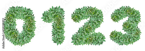 Numbers 0, 1, 2, 3 made from Hosta plant leaves