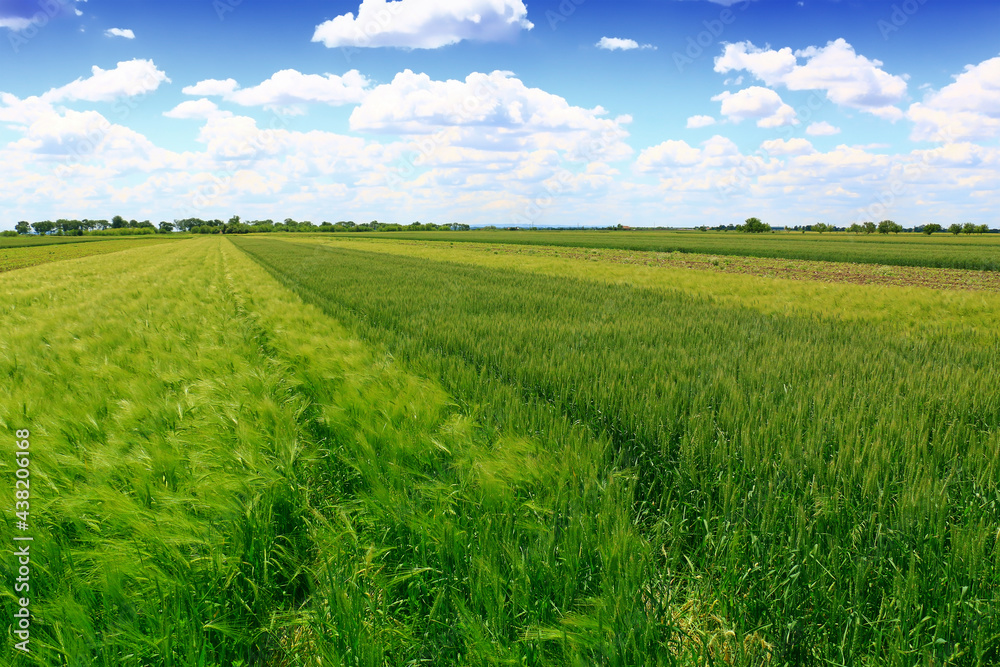 Fototapeta premium Wheat field against a sky