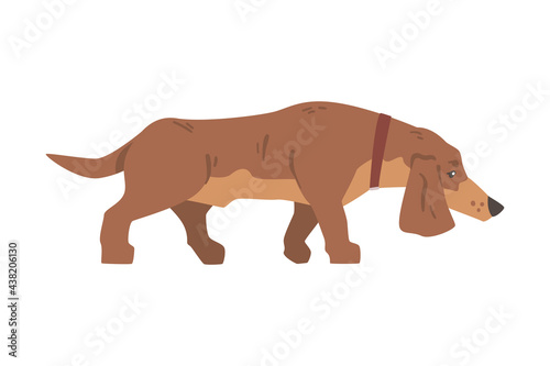 Dachshund or Badger Dog as Short-legged and Long-bodied Hound Breed with Collar Walking Vector Illustration