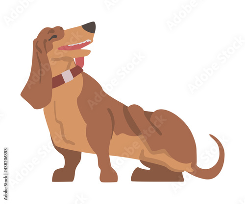 Dachshund or Badger Dog as Short-legged and Long-bodied Hound Breed with Collar Standing and Scratching Vector Illustration