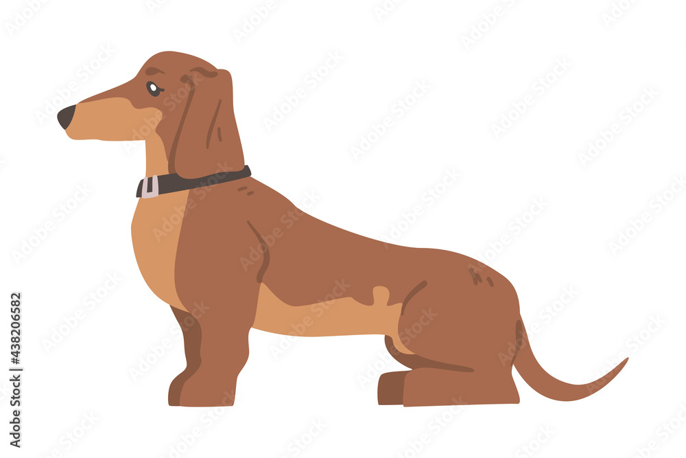 Dachshund or Badger Dog as Short-legged and Long-bodied Hound Breed with Collar Standing Vector Illustration Dachshund or Badger Dog as Short-legged and Long-bodied Hound Breed with Collar Standing Vector Illustration