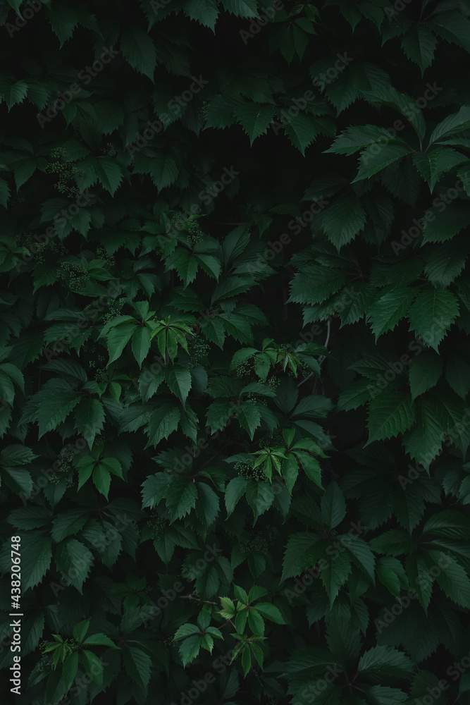 Green leaves with copy space. They are color tone dark. Green leaves with copy space. They are color tone dark.