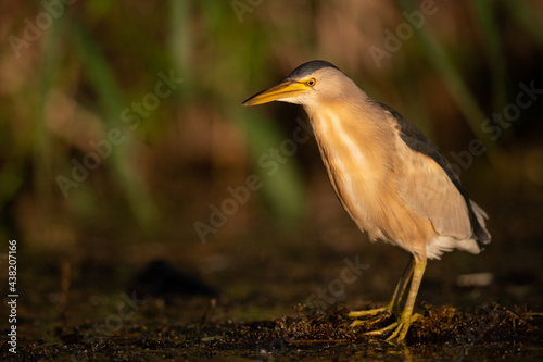 Portrait of Little Bittern on a sunny day in summer photo