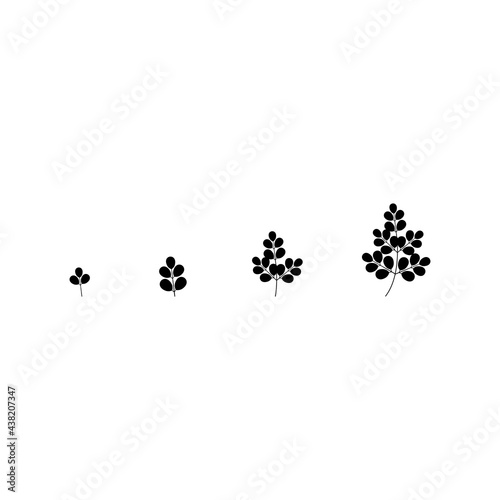 Set of moringa leaves vector illustration. Moringa leaf vegetable. Used for logo design. Eps 10