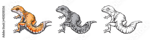 Gecko lizard animal. Reptile in natural wildlife isolated in white background. Color, black and white illustration and outline for coloring. Vector illustration