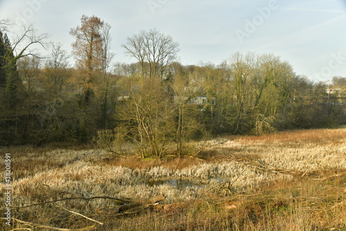 Végétation au fond de l'étang asséché au bois de Groenendael au sud-est de Bruxelles