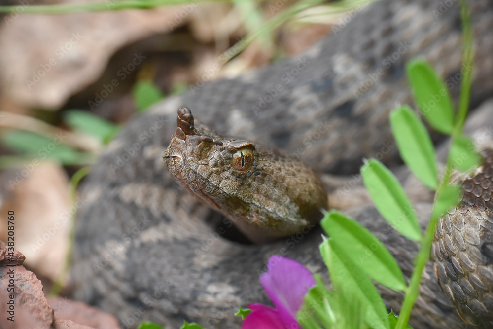 Fototapeta premium Vipera ammodytes, Nose-horned viper, most toxic and dangerous snake in Europe. Long-nosed Viper, European viper snake