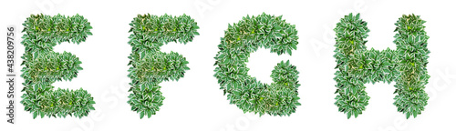 Letters E, F, G, H made from Hosta plant leaves
