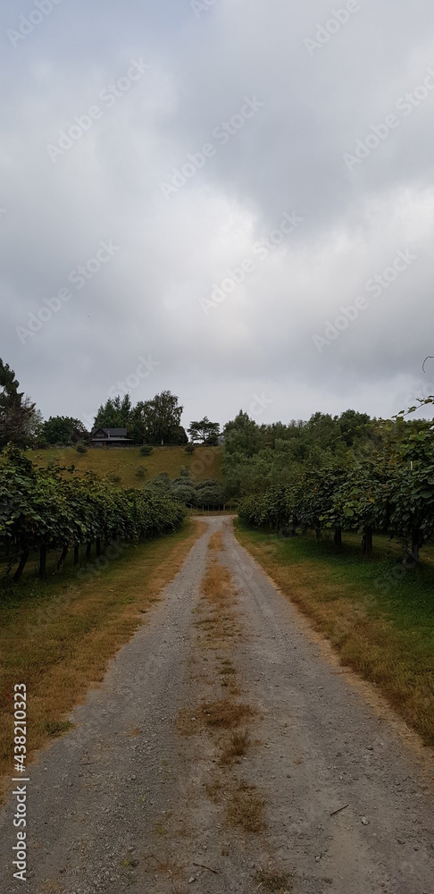 a road across a farm