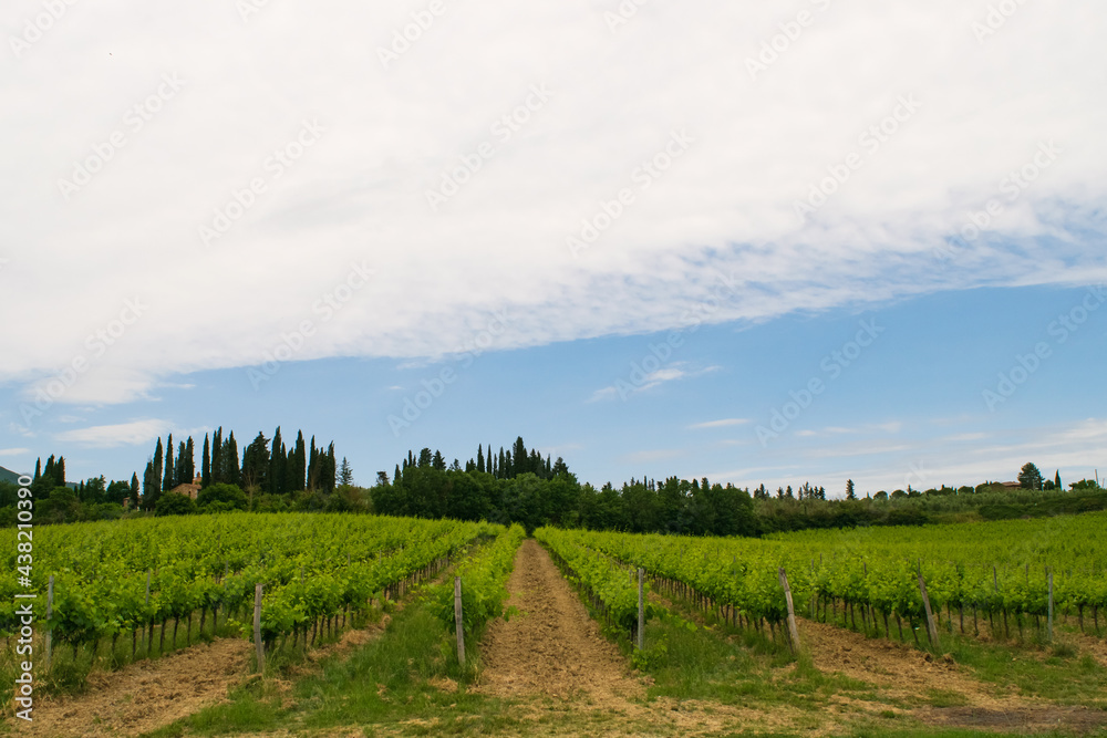 Closeup of a beautiful vineyard in the Tuscan countryside.