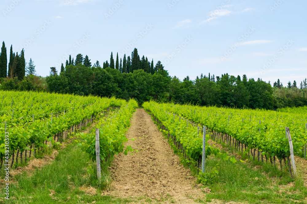 Closeup of a beautiful vineyard in the Tuscan countryside.