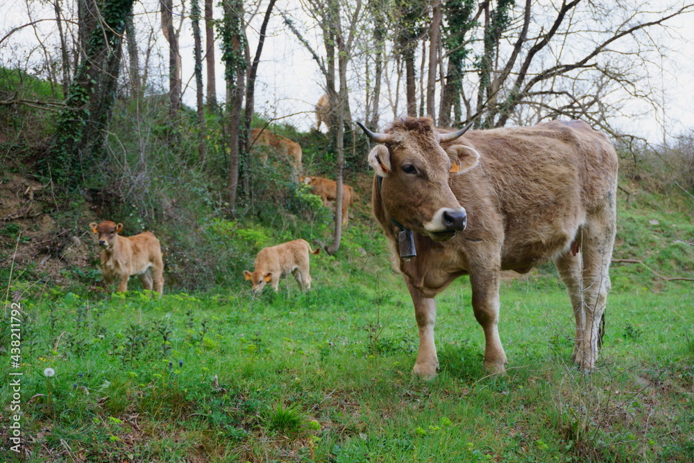 Fototapeta premium Vaca pasturando por el monte