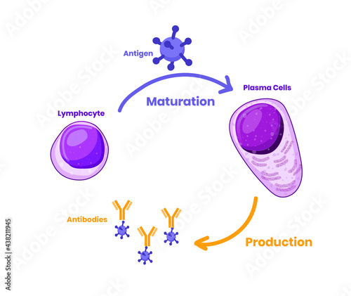 Lymphocyte maturation into the plasma cells illustration