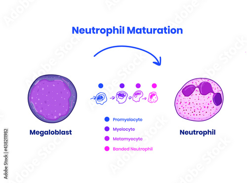 Stages of neutrophil maturity from megaloblast to the neutrophil photo