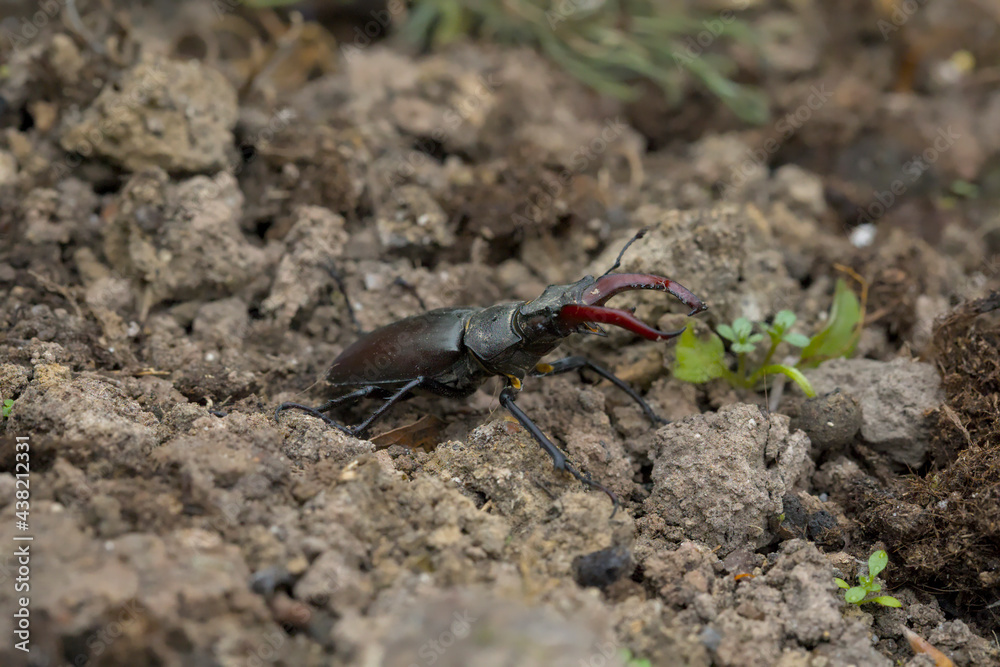 Hirschkäfer krabbelt auf dem Boden