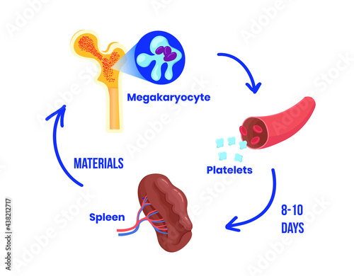Platelet life circle. The life circle  of the thrombocyte from bone marrow to spleen