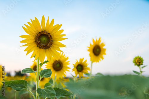 Fototapeta Naklejka Na Ścianę i Meble -  sunflower field blooming in summer season