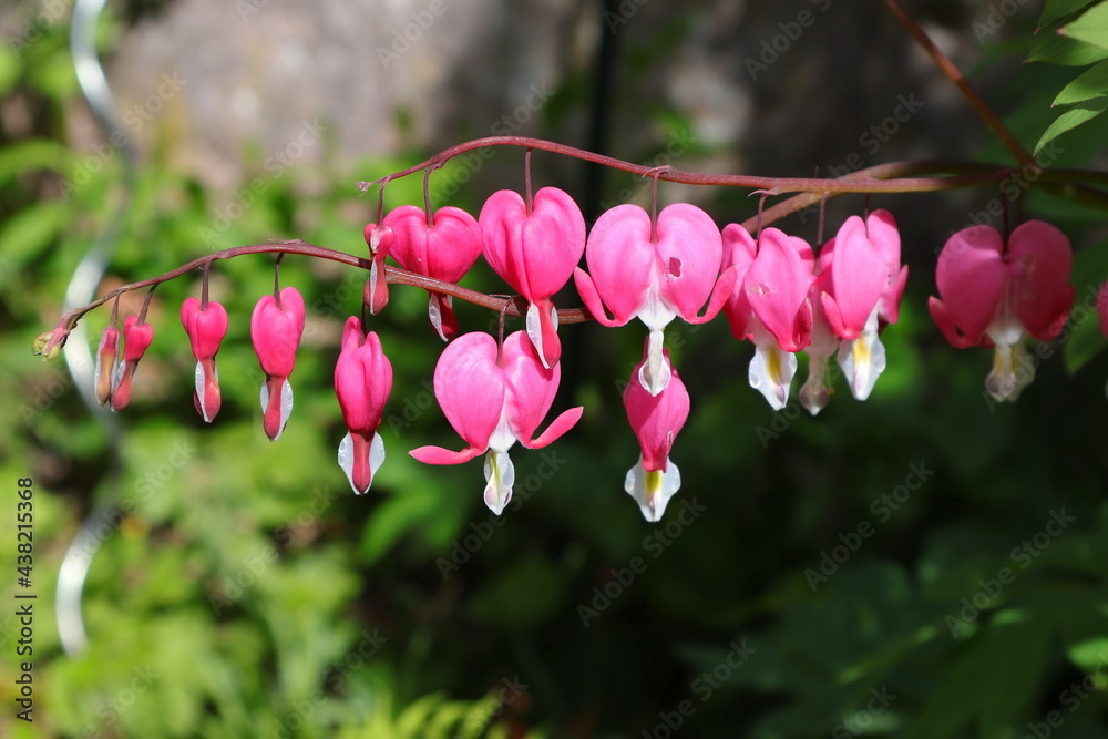 Fototapeta premium tränendes Herz, Herz, Blüten, Frühling, Bauernpflanzen