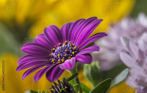 Blooming flowers on the bushes. Romantic and tender.