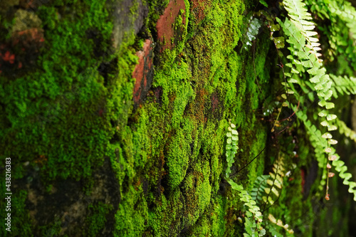 Moss and ferns growing on a wet old brick wall.  photo