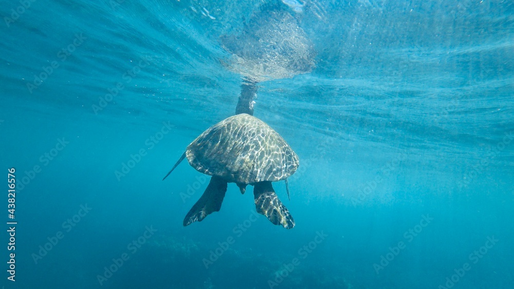 Obraz premium Turtle in Hawaii Great sea Turtle at the North Shore 