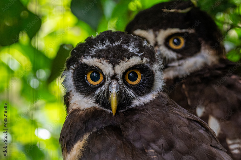 eagle owl portrait eagle owl portrait