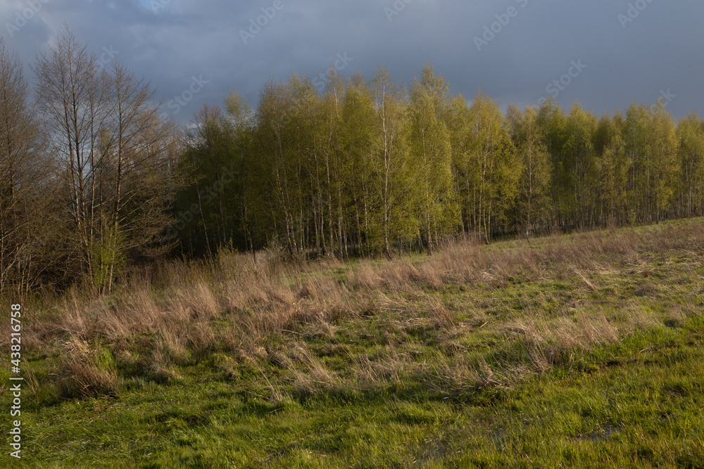 Forest landscape Forest landscape
