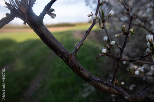 Fruits on the tree