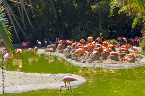 group of flamingos in san diego zoo, california photo