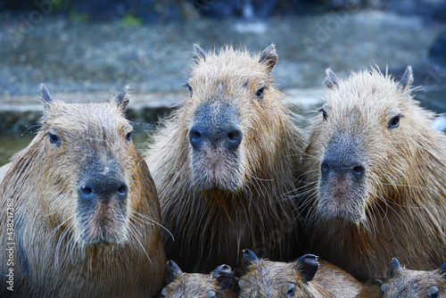 capybara onsen