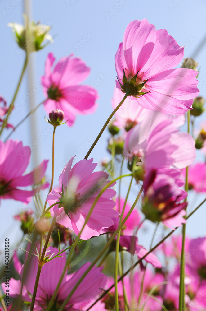 Beautiful pink flowers and Blue sky, wallpaper, Nature background.