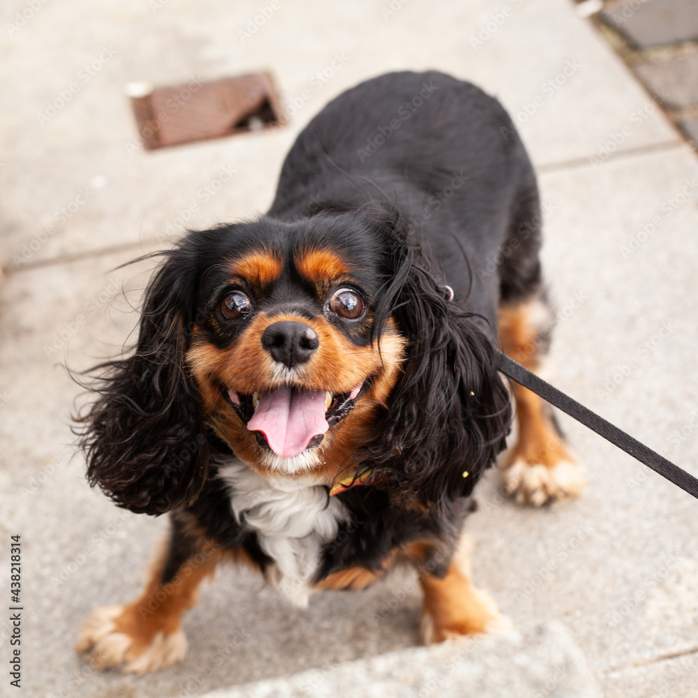 Happy back small spaniel dog looking at camera on paved road Happy back small spaniel dog looking at camera on paved road
