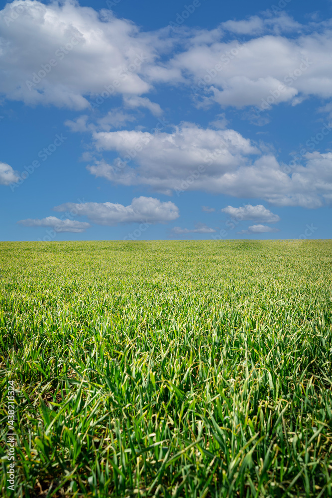 Hill with green lush grass and blue cloudy sky Hill with green lush grass and blue cloudy sky
