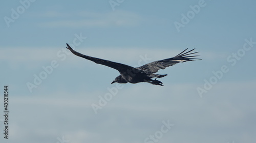 Black vulture (Coragyps atratus) in flight above the beach in Las Penas, Ecuador photo