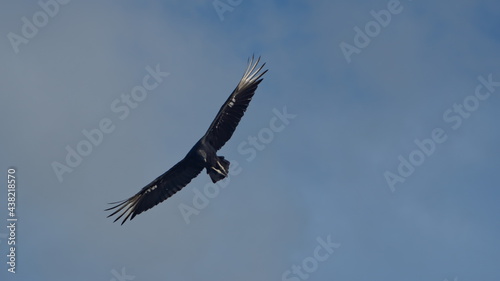 Black vulture (Coragyps atratus) in flight above the beach in Las Penas, Ecuador photo