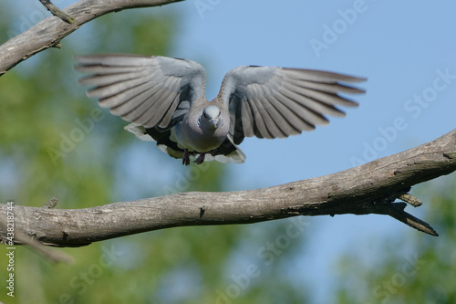 European Turtle Dove (Streptopelia turtur) flying