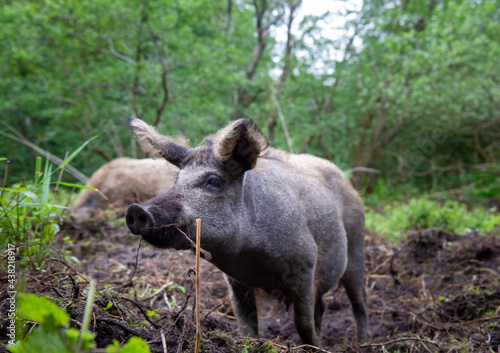 Happy pig eating outside in nature