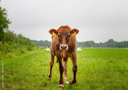 Happy calf outside in grass