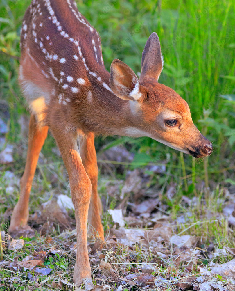 Baby White-tailed Deer (Bambi) portrait into the grass, Quebec, Canada Baby White-tailed Deer (Bambi) portrait into the grass, Quebec, Canada